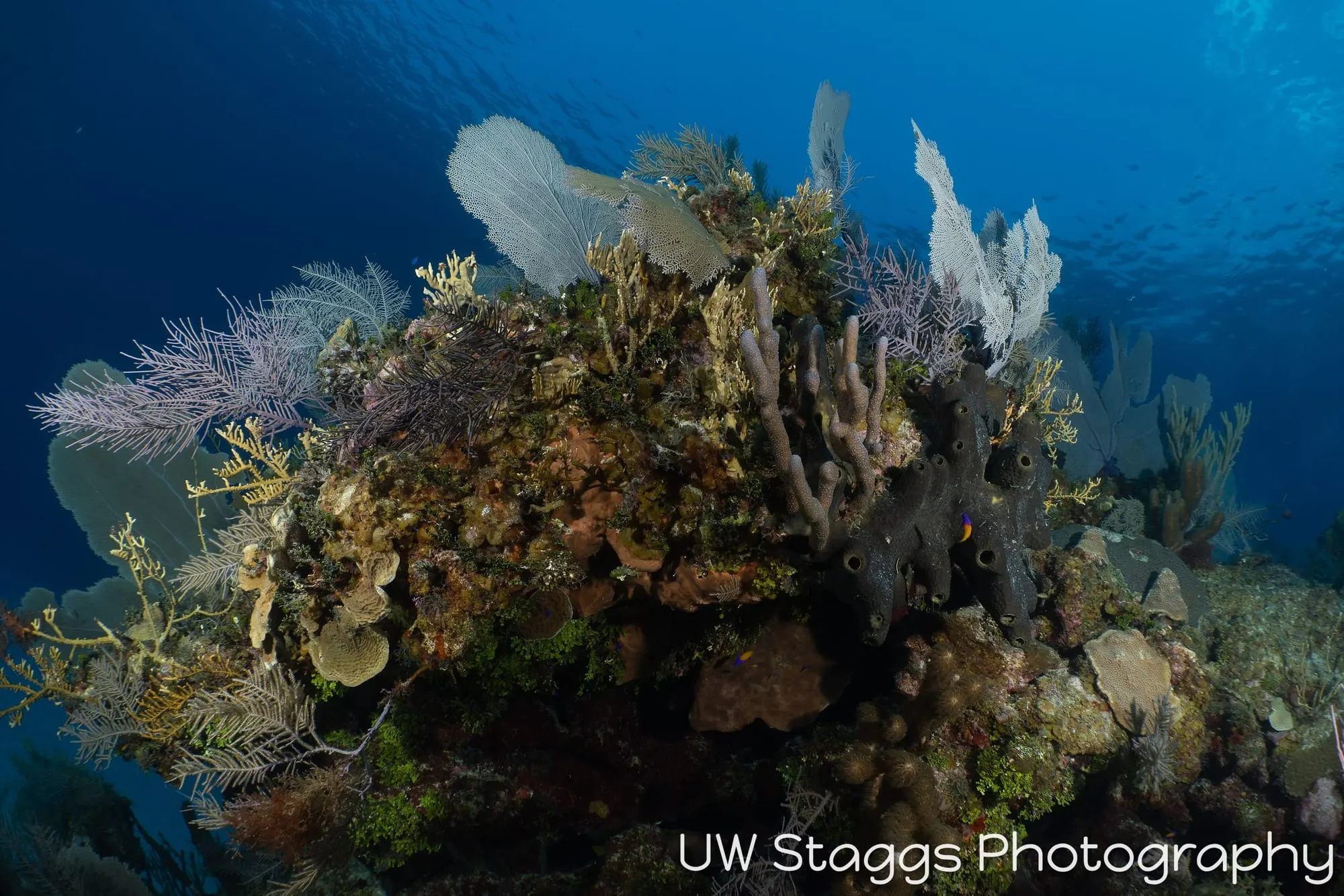 Reef Scene — Little Cayman