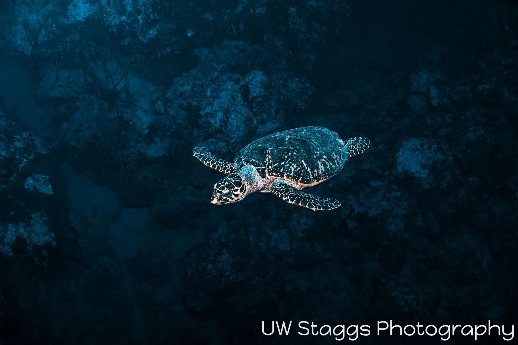 Reef Scene — Little Cayman