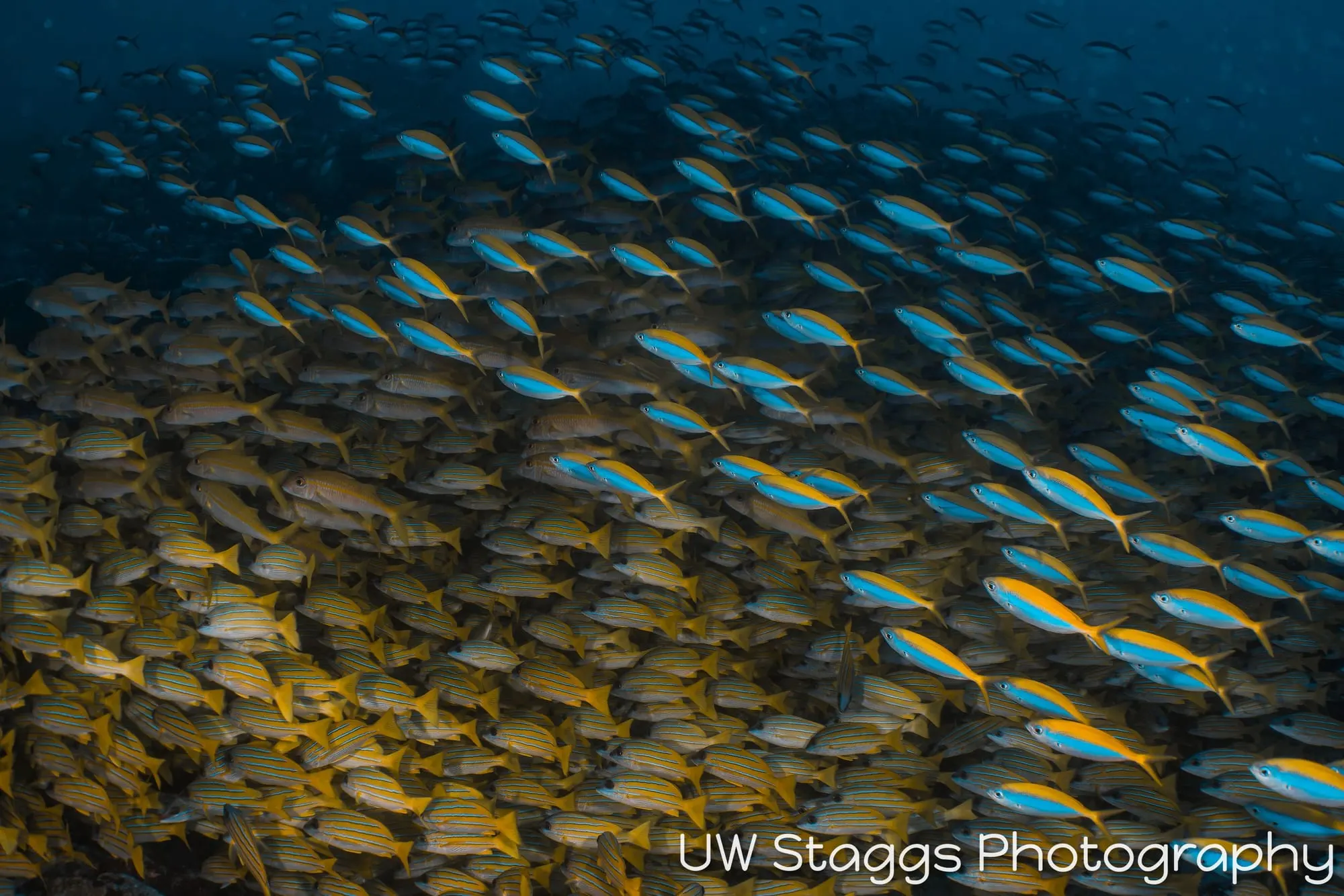 Reef Scene — Central Atolls, Maldives