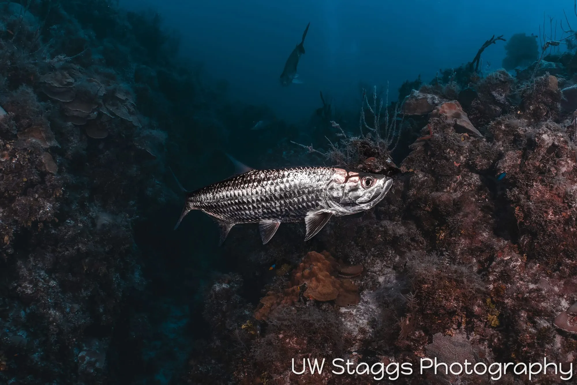 Reef Scene — Gardens of the Queen, Cuba