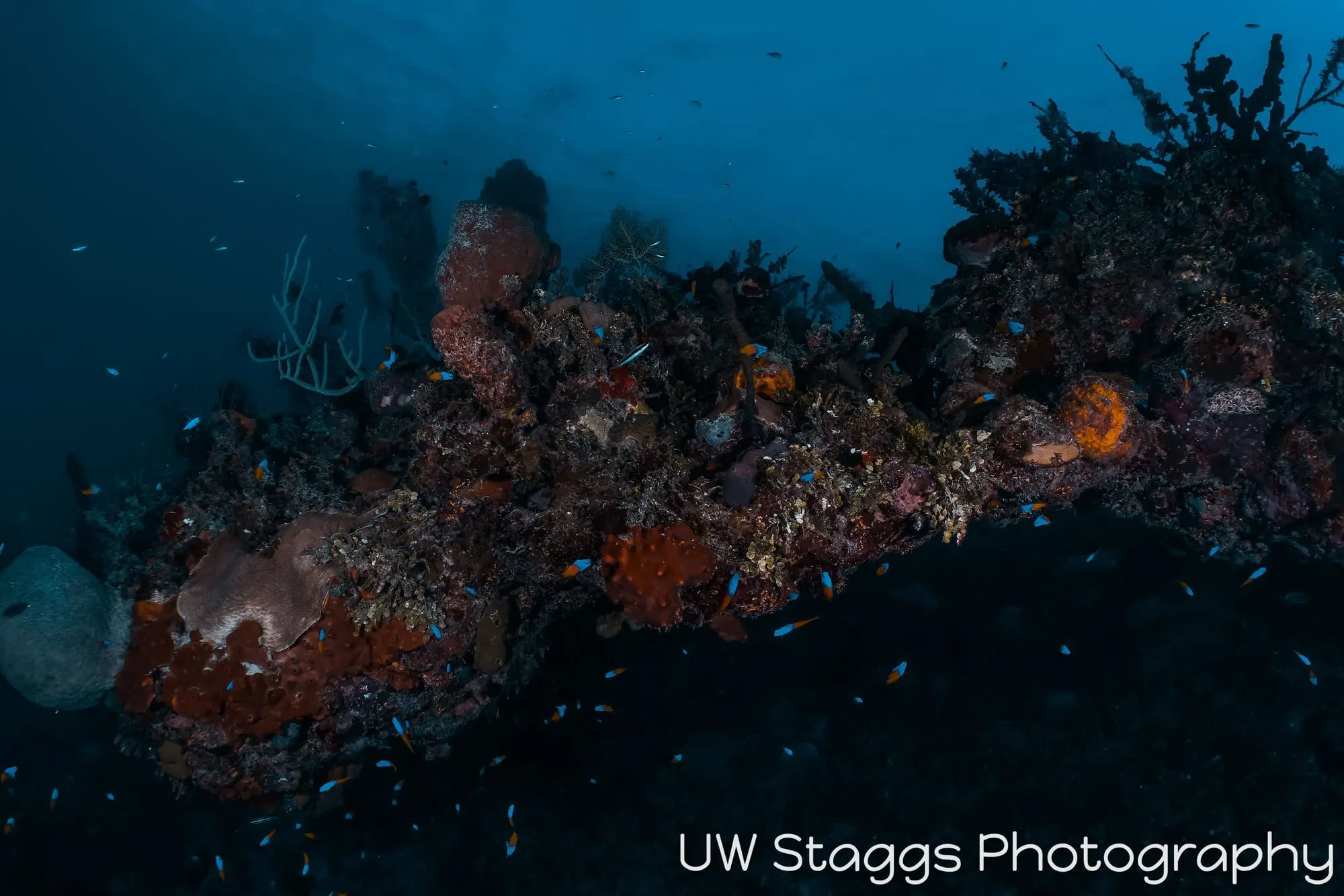 Reef Scene — Gardens of the Queen, Cuba
