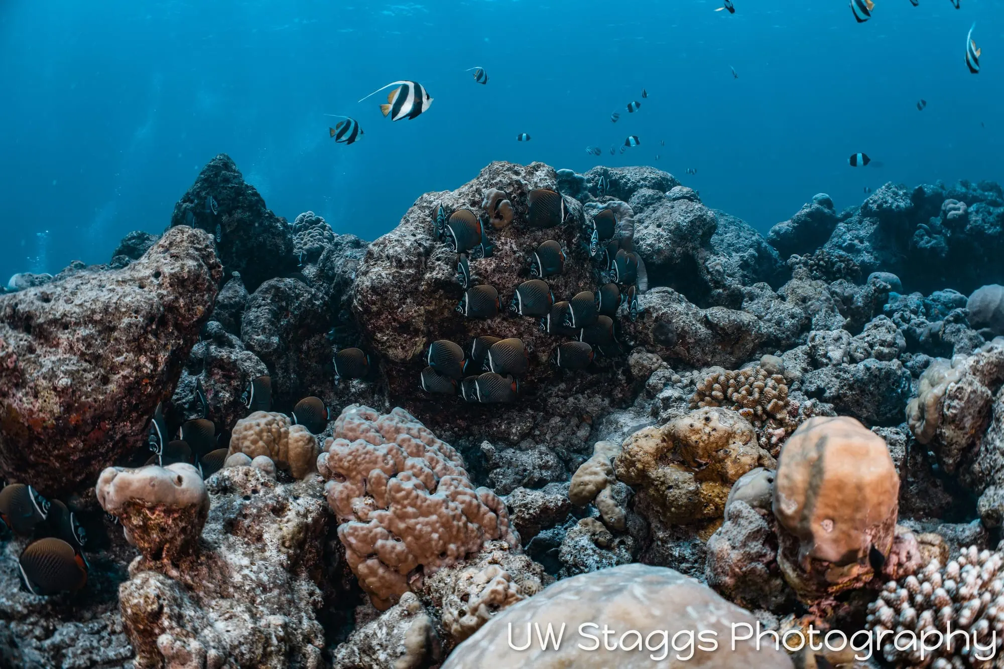 Reef Scene — Central Atolls, Maldives