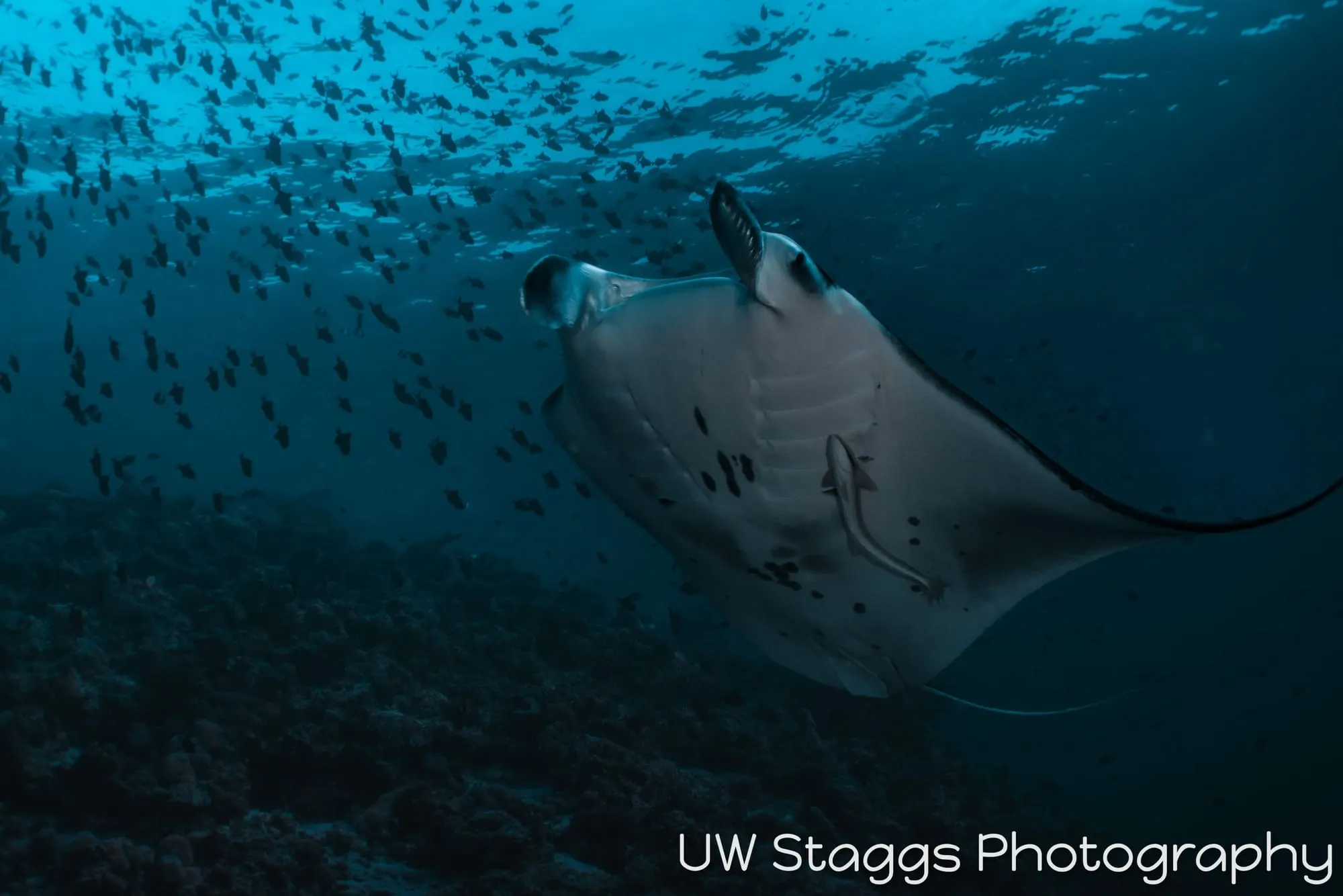 Reef Scene — Central Atolls, Maldives