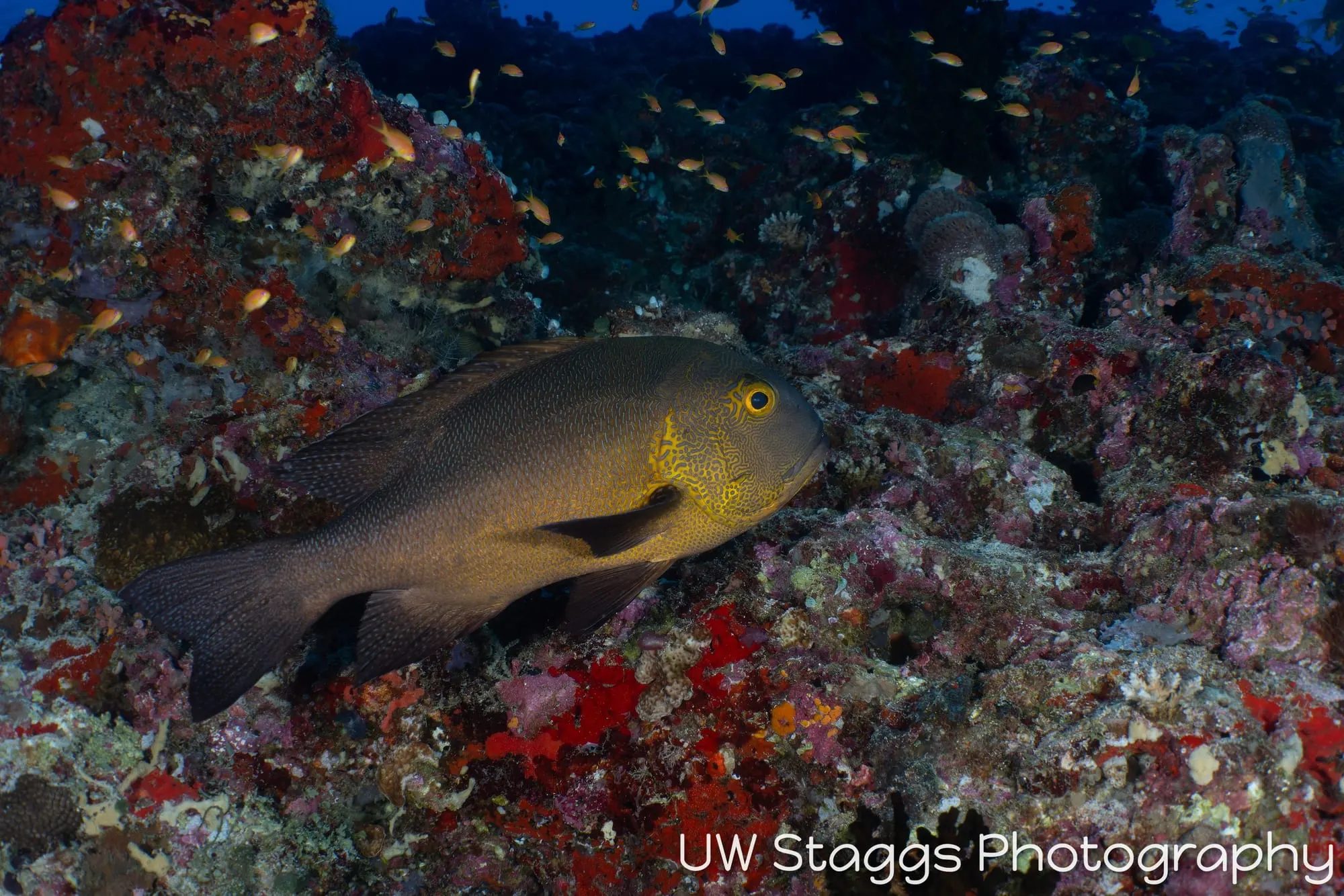 Reef Scene — Central Atolls, Maldives