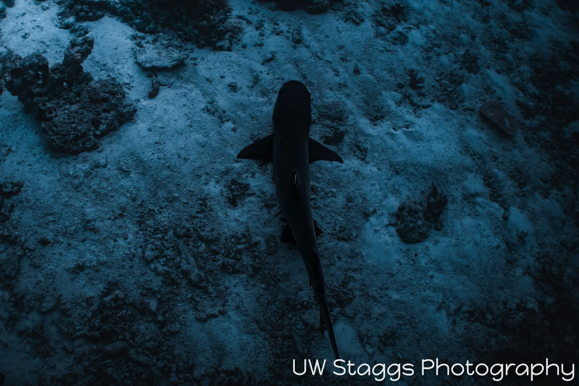 Reef Scene — Central Atolls, Maldives