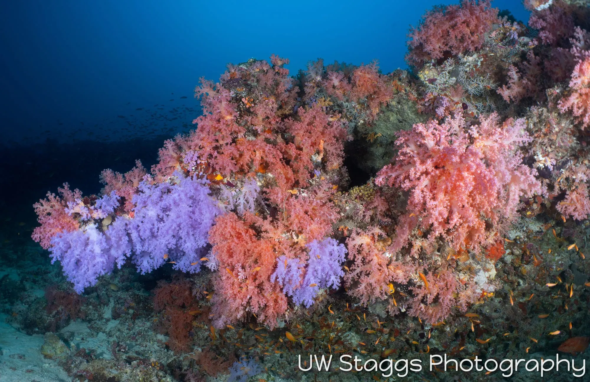 Reef Scene — Central Atolls, Maldives