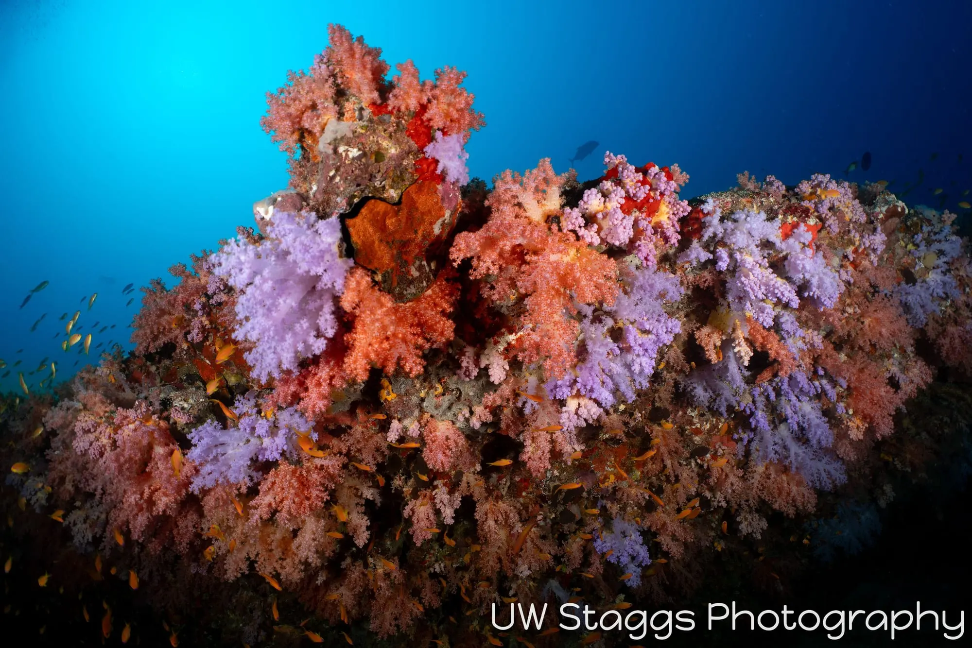 Reef Scene — Central Atolls, Maldives