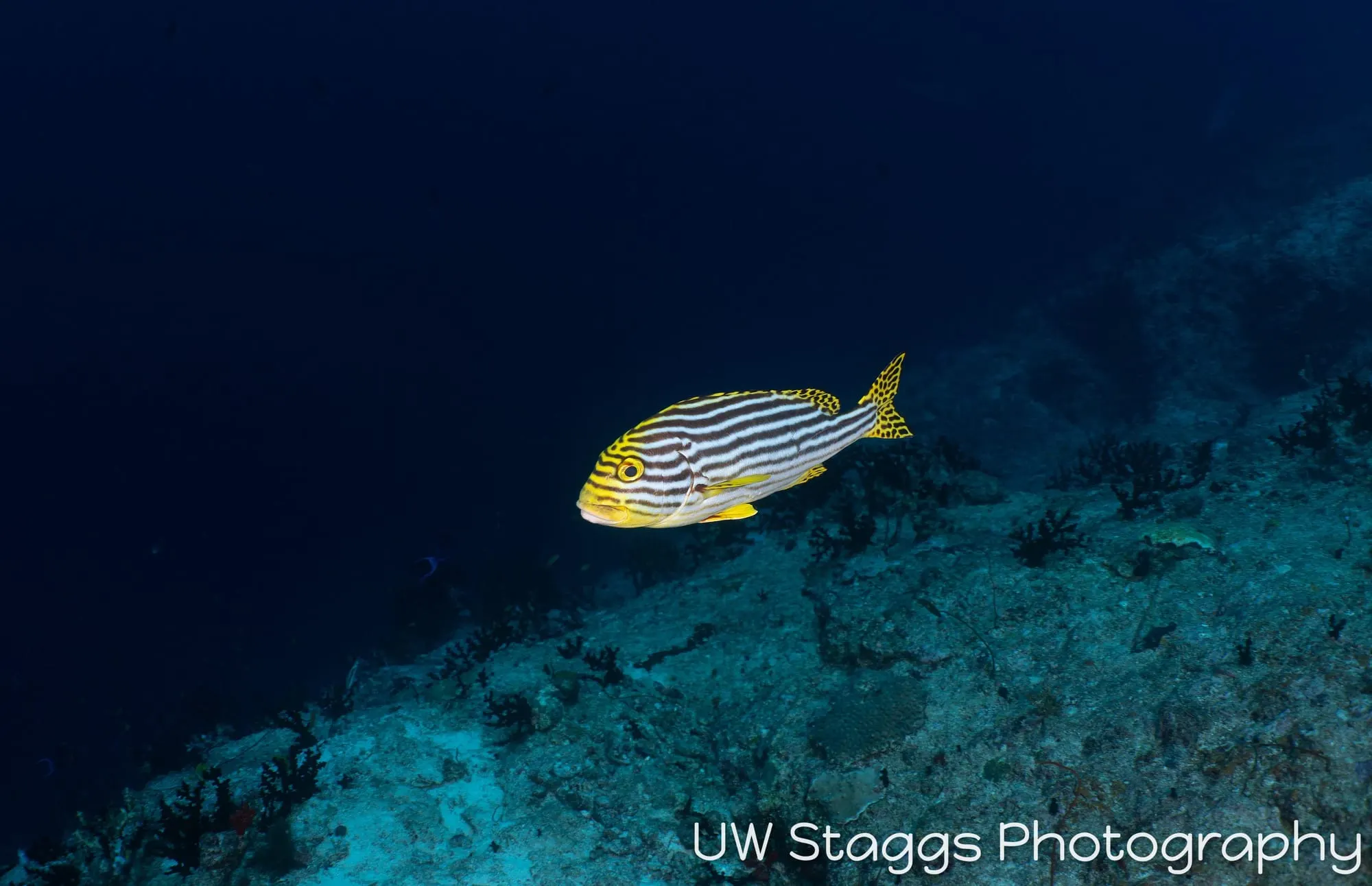 Reef Scene — Central Atolls, Maldives