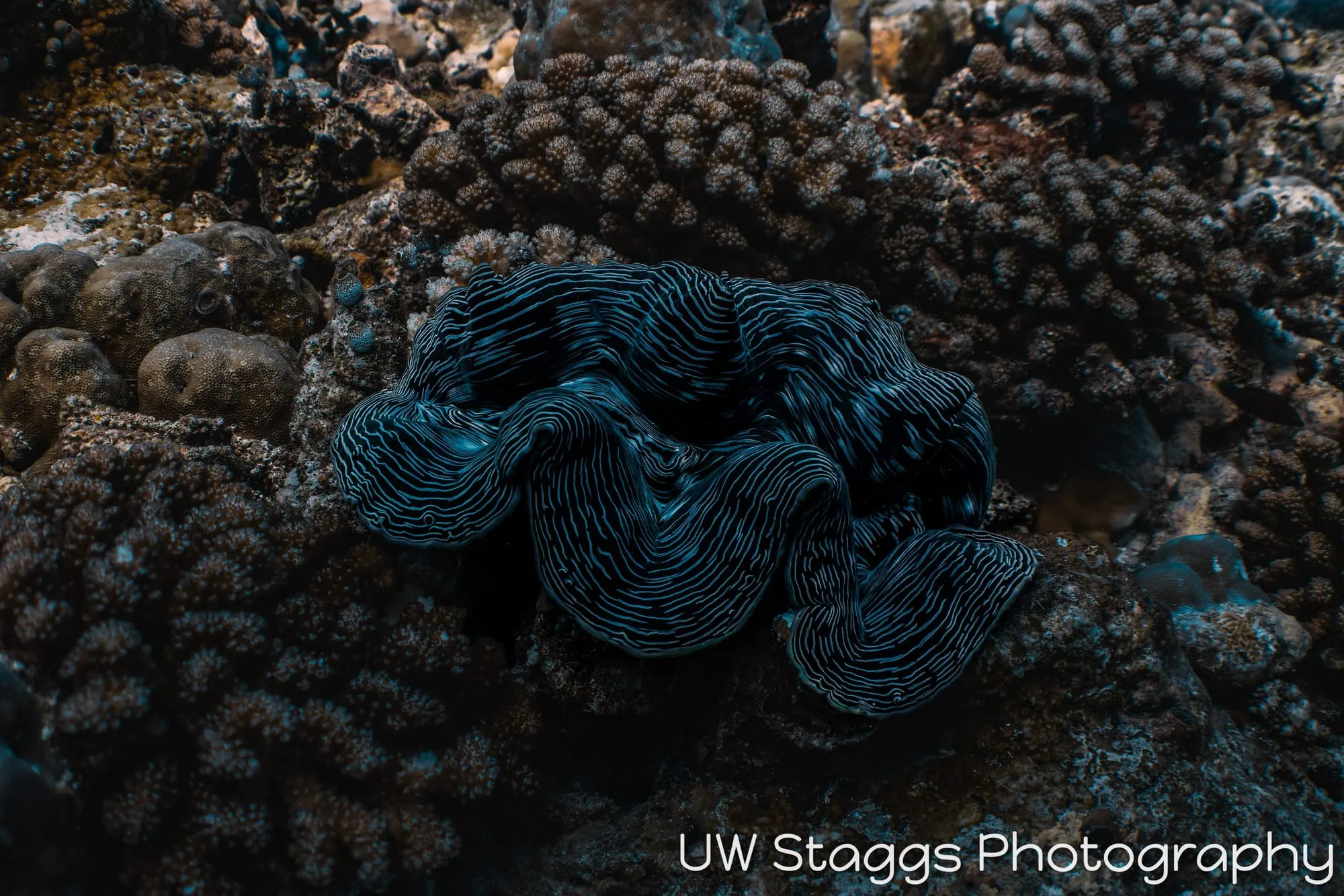 Reef Scene — Central Atolls, Maldives